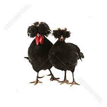 Crested black dutch rooster