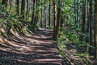 Trail through tall trees in a wet forest Cypress Falls Park British Columbia Canada