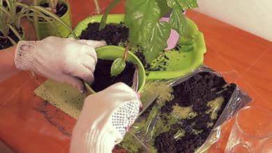 Beautiful female hands in white cloth gloves will douch the soil in a pot with a house plant. Composition, house plants