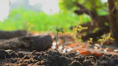 Hands of woman planting the seeds on earth ground and watered with nature ambient sound