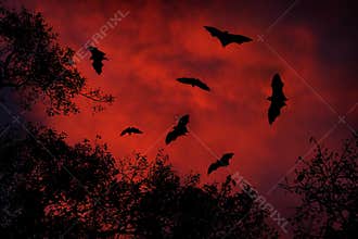 Night wildlife with bats. Giant Indian Fruit Bat, Pteropus giganteus, on red sunset dark sky. Flying mouses in the nature habitat,