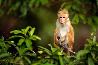 Macaque in nature habitat, Sri Lanka. Detail of monkey, Wildlife scene from Asia. Beautiful colour forest background. Macaque in t