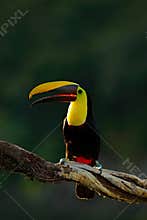 Toucan in the nature. Back sun light. Chesnut-mandibled Toucan sitting on the branch in tropical rain with green jungle background