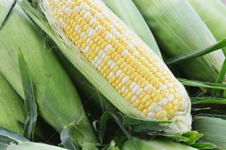Sweet Corn