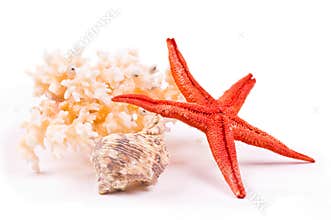 Coral, sea-star and seashell