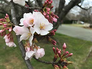 Blooming tree