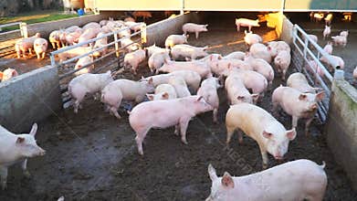 Dirty pigs on a farm in the mud