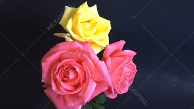 Colorful roses blossoming out time lapse