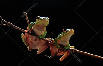Frog.Dumpy,Animals,Stage,Natural,Amphibians,Reptiles