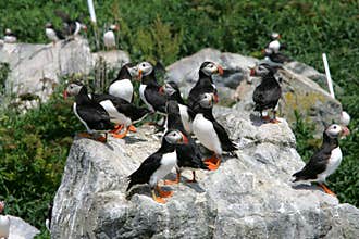 Wild Puffin on Seal Machias island in the North Atlantic