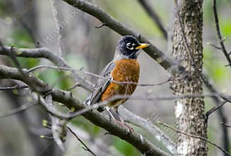 American Robin bird, Athens, Georgia
