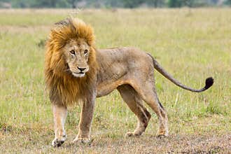 Adult Male Lion In Prime of Life