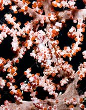 Pygmy Seahorse