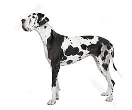 Harlequin Great Dane (4 years)