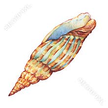 Illustrations of sea shell.