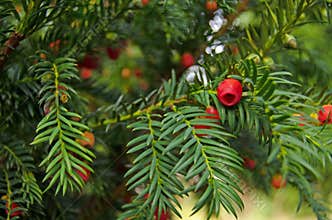 Yew Tree close up