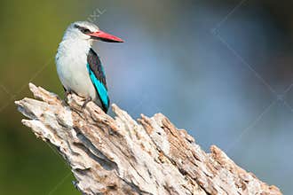 Woodland kingfisher portrait