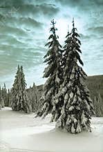 Winter Trees