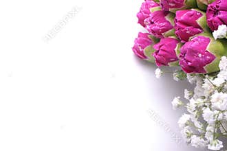 Carnation Frame Collection