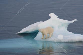 Polar Bear