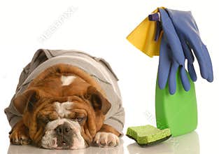 Cleaning up after a bad dog