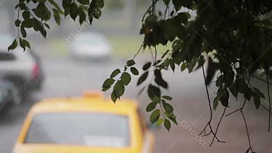 Rain pouring down on branches of a tree. Blurred car passing by and a taxi on the background.