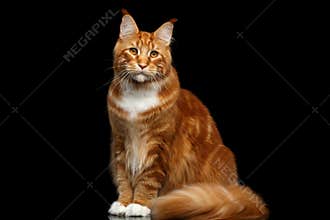 Ginger Maine Coon Cat Isolated on Black Background