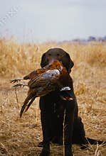 Chocolate Lab With Pheasant