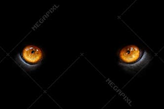 Eyes of a panther