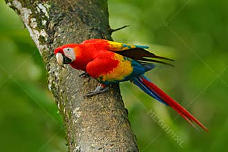 Wildlife in Costa Rica. Parrot Scarlet Macaw, Ara macao, in green tropical forest, Costa Rica, Wildlife scene from tropic nature.
