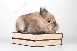 Brown-white bunny
