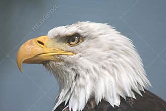 American Fish Eagle