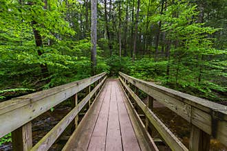 Scenic Waterfall in Ricketts Glen State Park in The Poconos in P