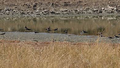 Northern lapwings in Spanish steppe landscape