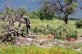 Impalas In South Africa