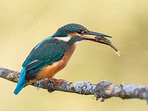 Kingfisher bird Alcedo atthis eating a fish
