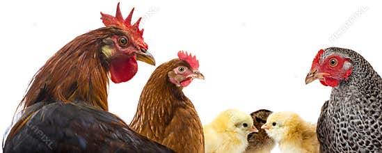 A rooster and hens and chickens