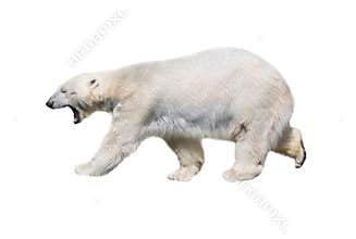 Polar bear