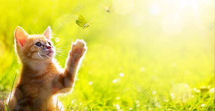 Art happy kitten; Cute cat plays with a butterfly