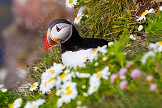 Cute Atlantic puffin in Iceland