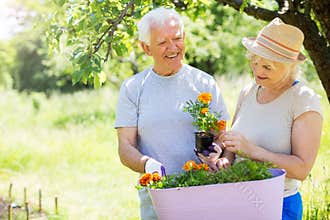 Senior couple gardening