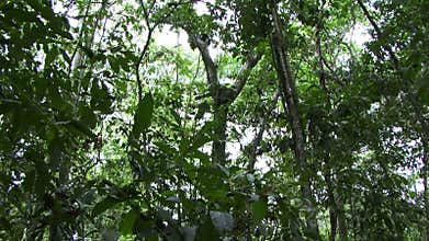 Panning shot of the Amazon rain forest