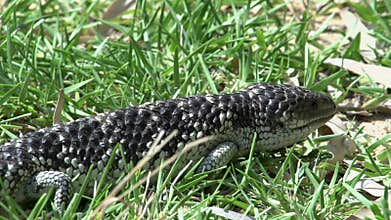 Close up from a Shingleback lizard walking through the grass in Western Australia
