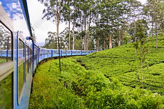 Tea plantation in Nuwara Eliya district, Sri Lanka