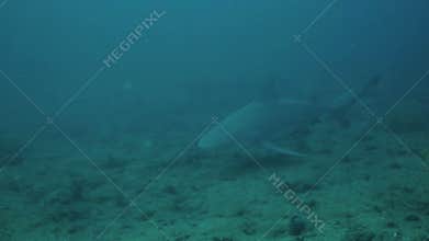 The bull shark Carcharhinus leucas floating near the bottom of caribbean sea