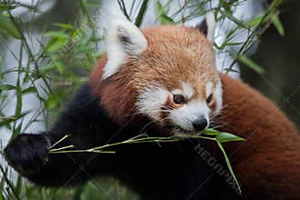 Western red panda Ailurus fulgens fulgens