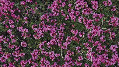 Close up view of pink mountain flowers in the highlands. Pure nature. Beauty of nature. Blooming flowers, stunning