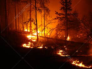 Wildfire