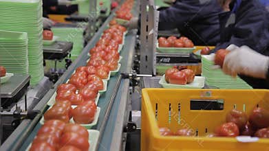 Employees weigh tomatoes and put them on conveyor belt indoors.