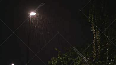 Rainy Night. Solitary Lamppost and a Wet Tree